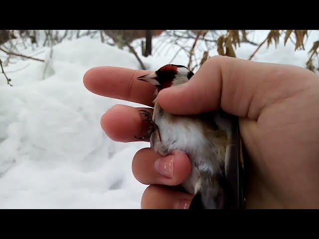 Ловля певчих птиц. Наловил щеглов, чижей и зеленух.