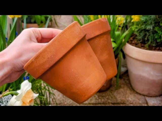 How to Clean Terracota Pots