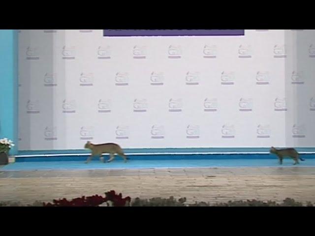 Three cats breach security at the G20 summit in Turkey