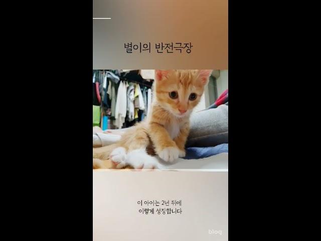 별냥이의 프로필 만들기