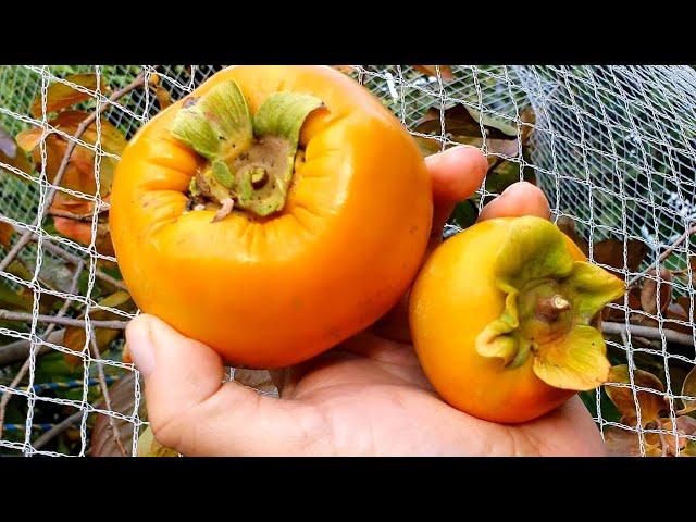 Fuyu/Jiro PERSIMMON Compared & Tasted