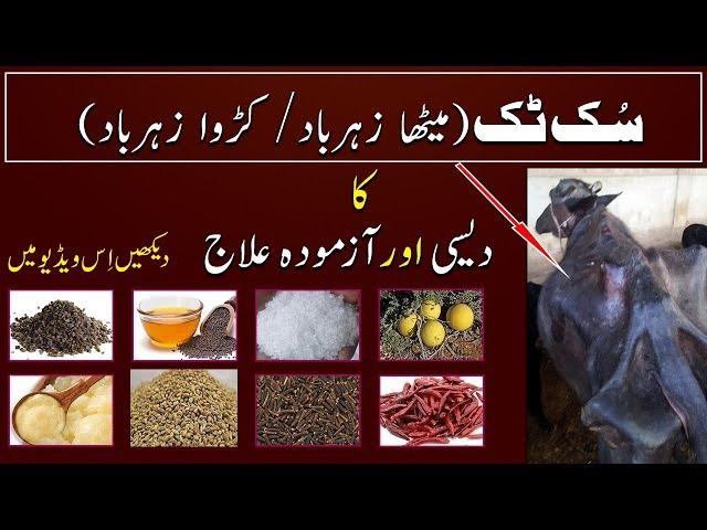 Suk Tak ka Desi ilaj | Zeharbad ka Desi ilaj | Dairy Farming in Pakistan