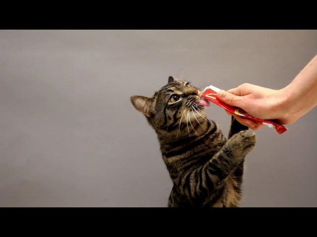 Cats Go Crazy for Hartz Delectables® SqueezeUp™ Treats, the First Interactive Wet Cat Treat