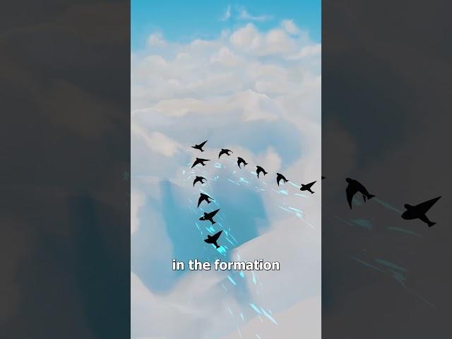 Why Birds Fly In ‘V’ Formations 