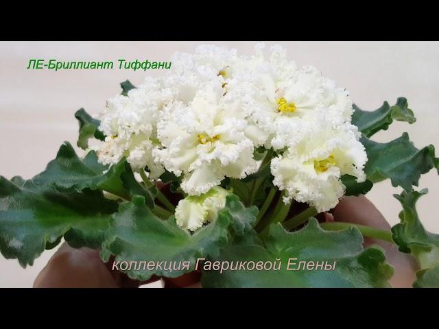 ЛЕ-Бриллиант Тиффани и её спорт ОС-А Красное Золото