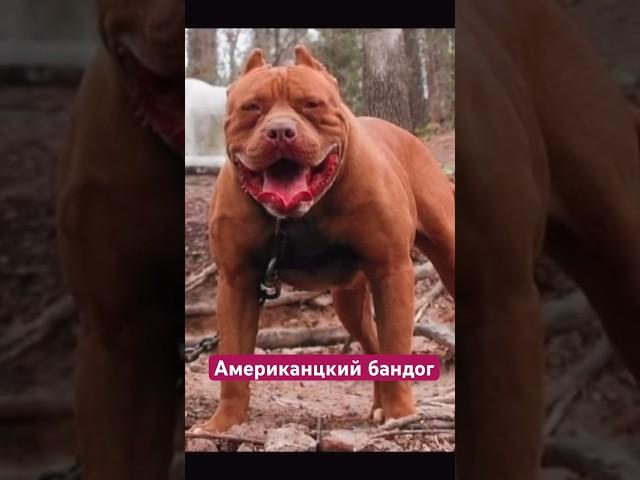 Амстафф Бой Американский бандог #amstaff #амстафф #dog #тренд #шортс #собака #семья #тренировка