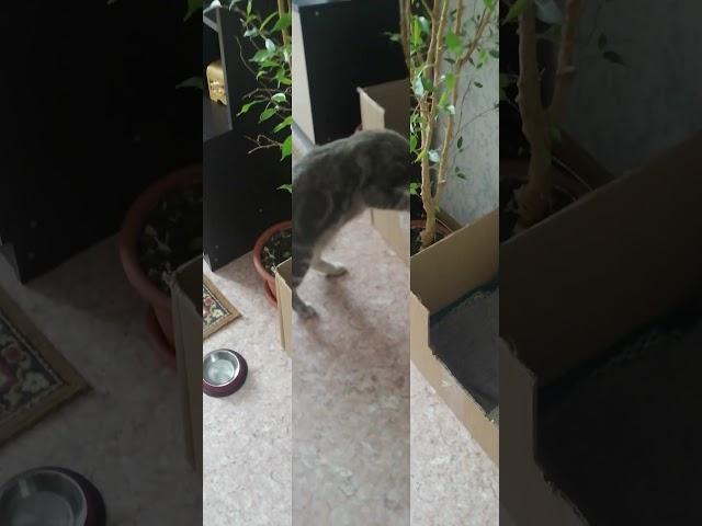 Зачем кошки так делают?