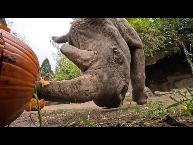 Rhinos Squish Big Halloween Pumpkins