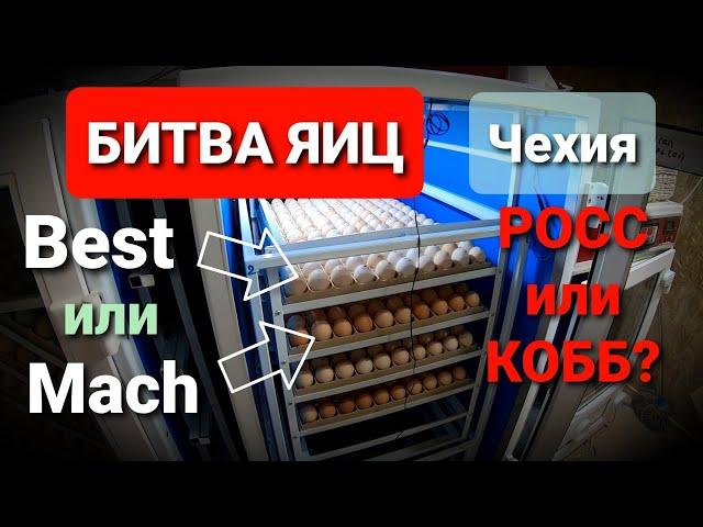 Какое инкубационное яйцо бройлера купить? / РОСС или КОББ? / BEST или MACH?