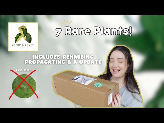 Aroid Market Plant Unboxing Plus Rehabbing & Propagation | 2 Parts ️