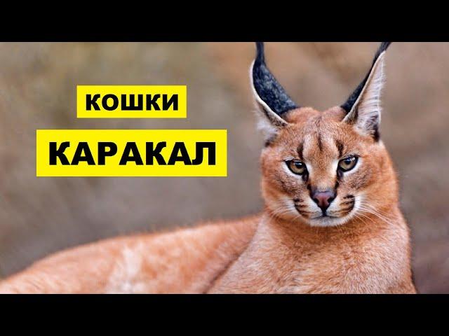 Кошка Каракал плюсы и минусы породы | Породы кошек | Порода кошек Каракал