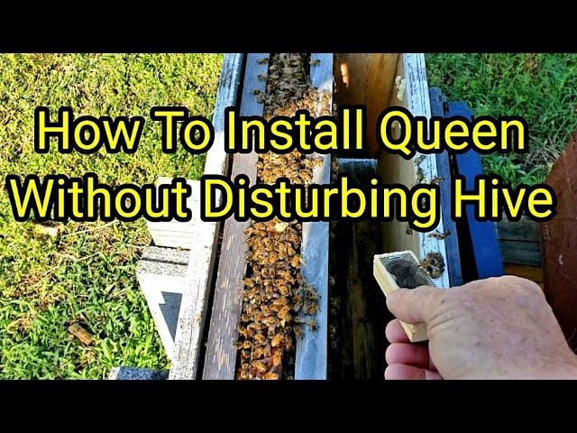 How To Install Queen Without Disturbing Hive,