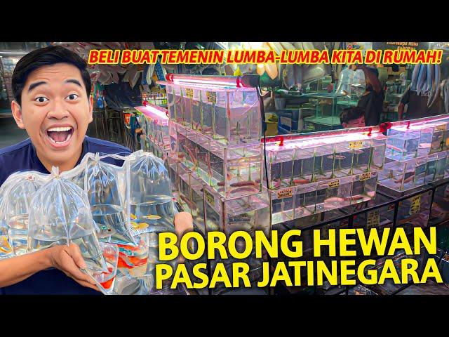 BORONG HEWAN DI PASAR IKAN JATINEGARA BUAT TEMENIN BAYI LUMBA-LUMBA DI RUMAH!