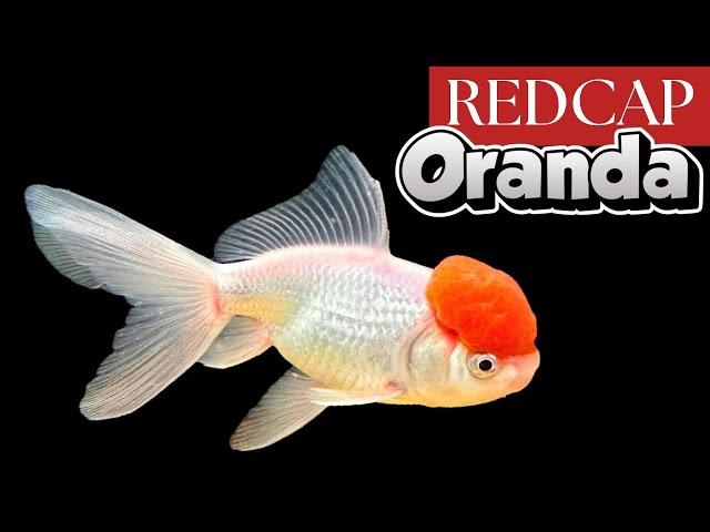 Redcap Oranda: The Best Fancy Goldfish for Beginners