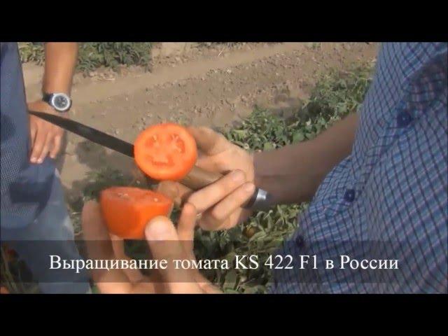 Cемена Китано. Выращивание томата KS 422 F1