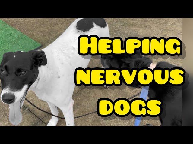 Helping nervous dogs #dog #dogtraining