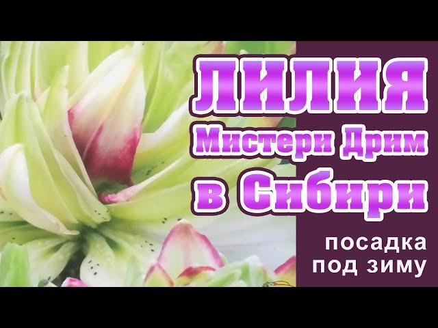 Как посадить лилию под зиму. Лилия Мистери Дрим