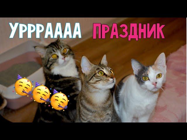 Дом с КОТИКАМИ гудит от веселья || Классные подарки для котиков