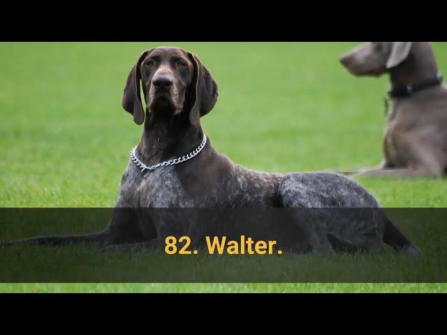  TOP 100 BEST Dog Names For Male – Dog Name Ideas 2021!