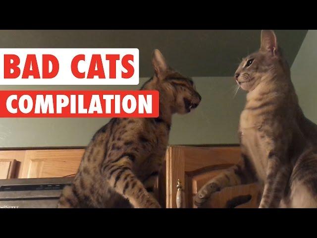 Bad Cats Video Compilation 2016