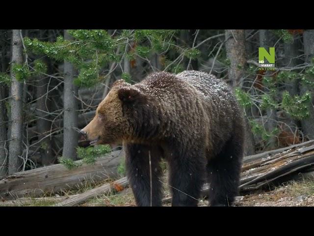 Рожденные в Скалистых горах - 1 серия