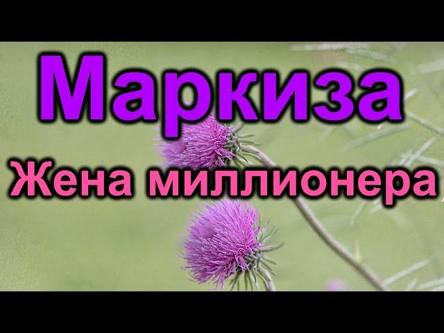 Жена миллионера. Маркиза