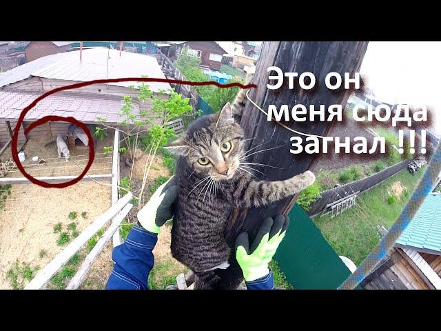 Тренинг Гека – опять учу котика спускаться с высоты самостоятельно / Rescuing a cat and training