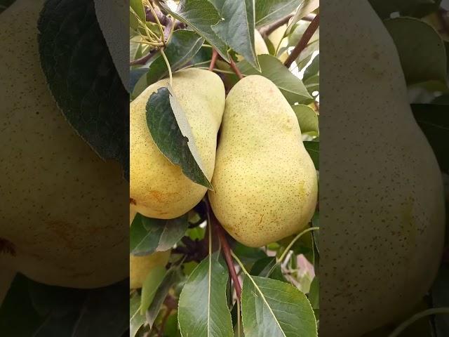 Delvimore pear
