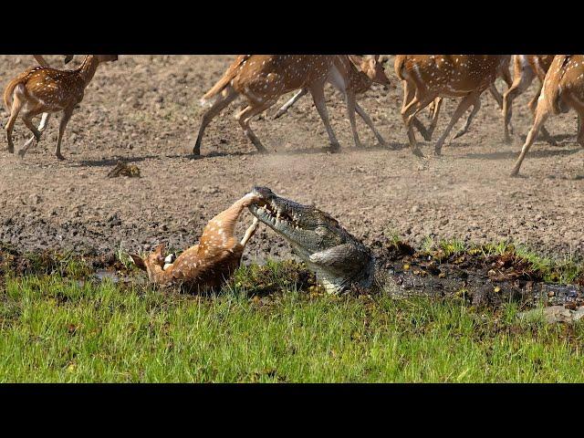 Crocodile Attack at the Watering Hole | Planet Earth III | BBC Earth