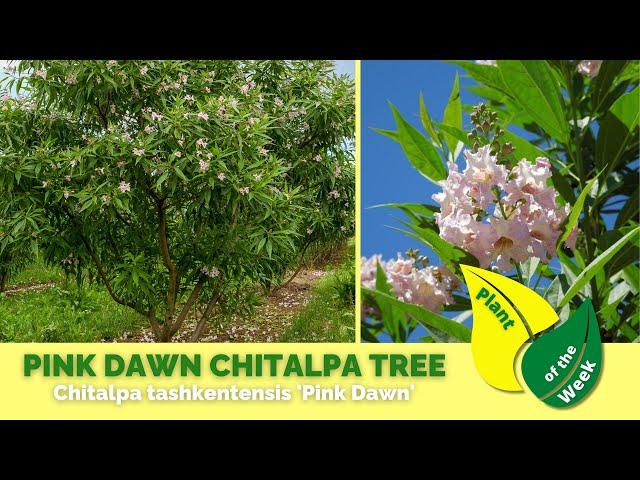 PINK DAWN CHITALPA TREE | Chitalpa tashkentensis 'Pink Dawn'