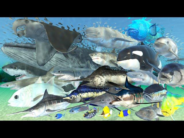 Fish Swimming Speed Comparison in 3D Animation | Realistic World Data