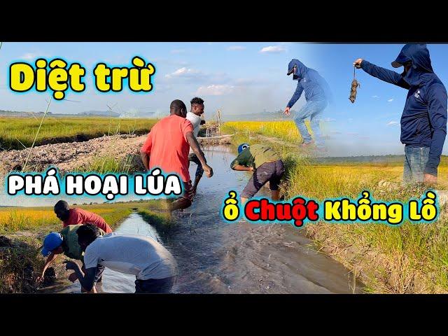 Thế Nhân || Truy Lùng Thiên Địch Của Nhà Nông Chuẩn Bị Cho Vụ Gặt Đầu Tiên Nơi Đồng Lúa Bản Caiti