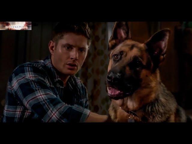 Dean speals with Dog | Supernatural 9x05