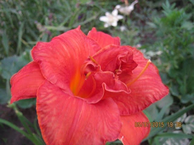 ЛИЛЕЙНИК В САДУ -  ВЫРАЩИВАНИЕ, УХОД, РАЗМНОЖЕНИЕ, БОЛЕЗНИ / Daylily in the garden