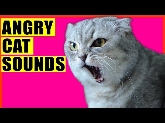 ANGRY Cat Sounds (Aggressive Cat Sounds)