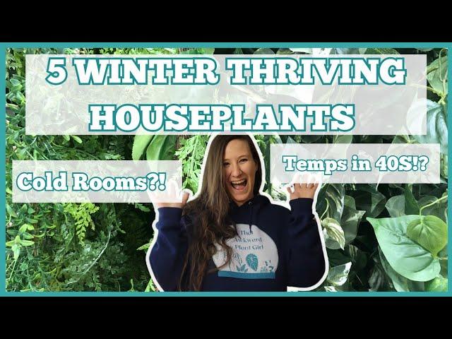 The Best Cold Tolerant Houseplants! Grow These Plants for Thriving Indoor Plants This Winter!