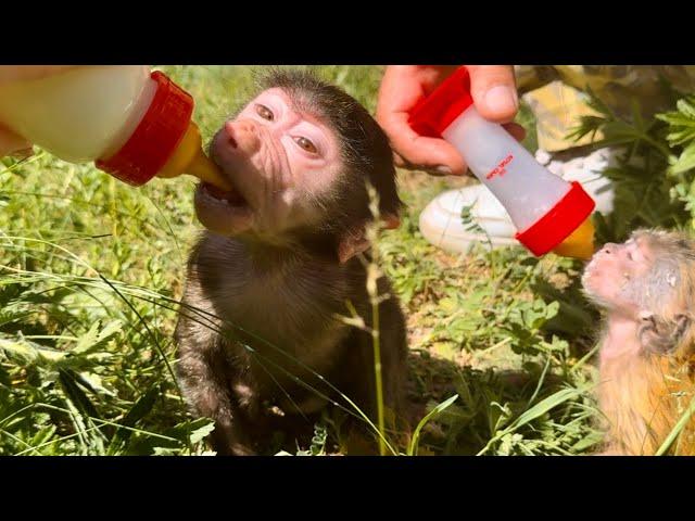 Мы с папой Владом кормим В ЧЕТЫРЕ РУКИ Финика и Анфису!