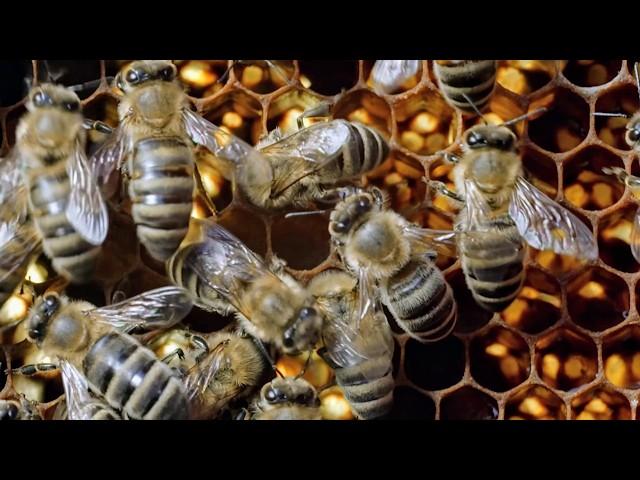 The Incredible World of Wild Bees