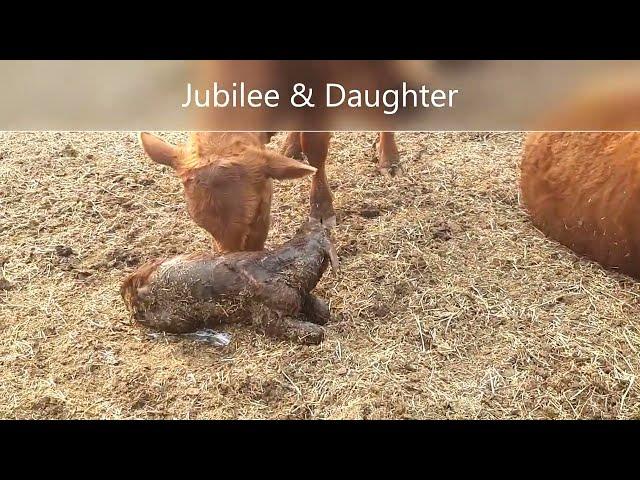 YOUNG COW GIVES BIRTH & EXCITED to MEET her BABY !!! Jubilee