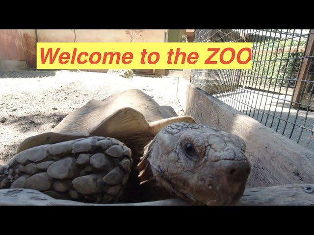 Oregon zoo 2020/Добро пожаловать в зоопарк!!!