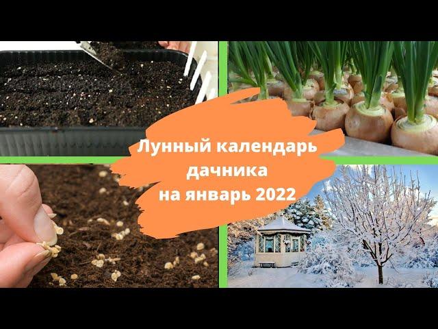 ЛУННЫЙ КАЛЕНДАРЬ садовода и огородника на январь 2022