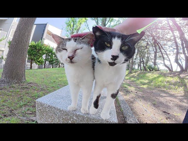 A mother and her kitten are touched by a human on a bench