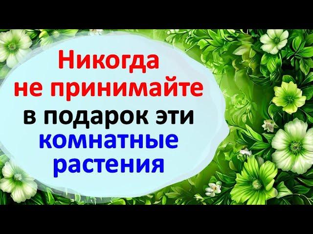 Никогда не принимайте в подарок эти комнатные растения