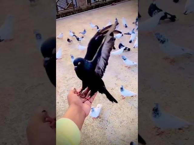 ️️pigeons#pura#shorts# status#WhatsApp #Tamil#puralovers#pigeonslovers#pura