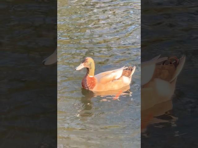 Khaki Campbell X Mallard Duck Hybrid Swimming On The Duck Pond | Thornes Park #birds #avian