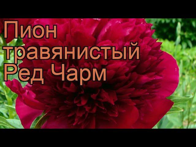 Пион травянистый Ред Чарм (paeonia)  пион Ред Чарм обзор: как сажать рассада пиона Ред Чарм