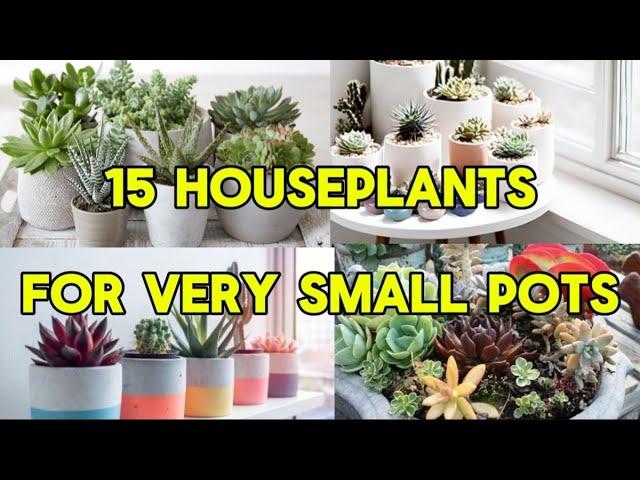 15 HOUSEPLANTS FOR VERY SMALL POTS #plants #flowers #houseplants #indoorplants #indoorplantlover