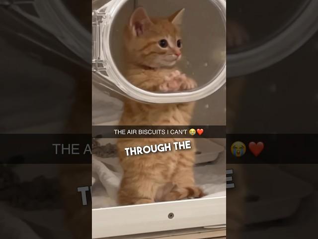 This kitten was making air biscuits at the vet 