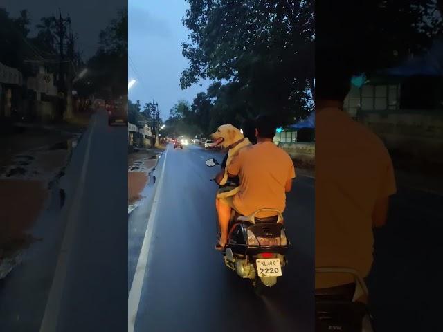 Dog riding pillion on a scooter