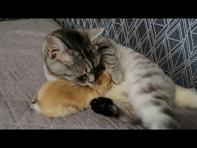 Little rabbit and Daddy cat fell in love with each other !!!